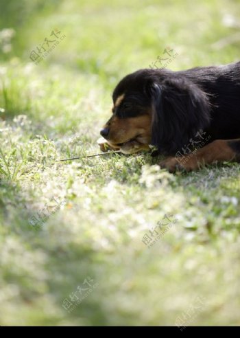 趴在草地上发呆的大狼狗图片