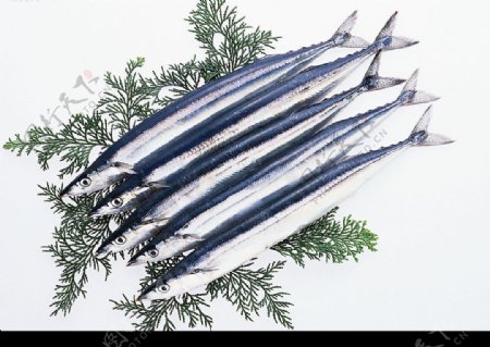鱼动植物图片