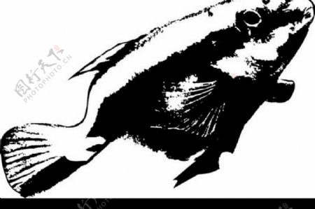 鱼的黑白图图片