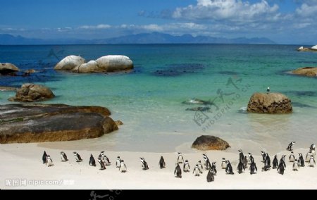 Windows7官方壁纸之南非企鹅图片