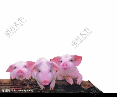 三只小猪图片