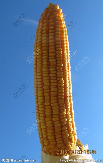 玉米穗图片
