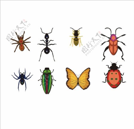 昆虫动物图片