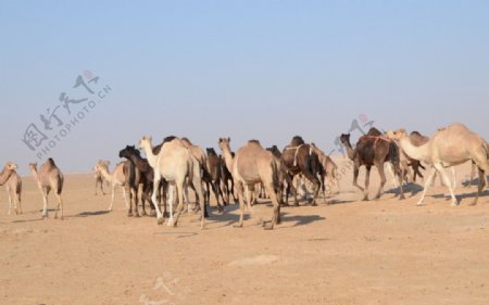沙漠中的驼群图片
