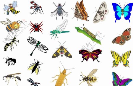 昆虫图集图片