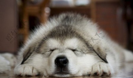 熟睡中的狗图片