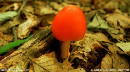 美丽的红色小蘑菇图片