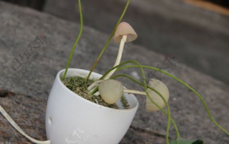 盆里的小蘑菇图片
