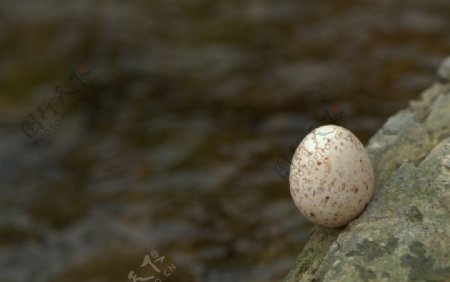 溪水边鸟蛋图片