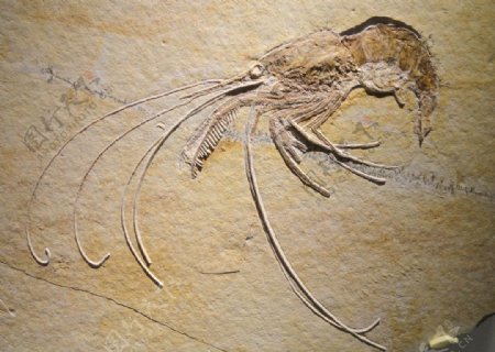 古生物化石图片
