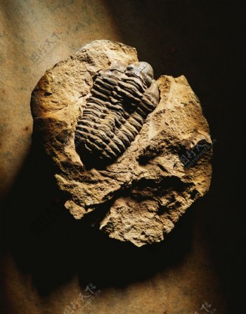 三叶虫化石图片