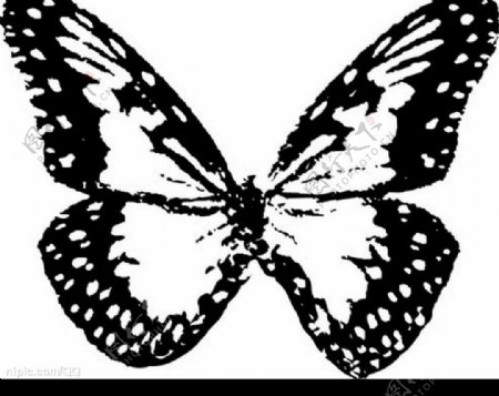 蝴蝶黑白素材图片