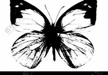 黑白蝴蝶图片
