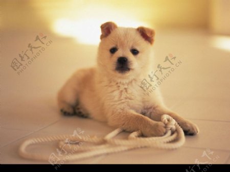 小狗玩绳子图片