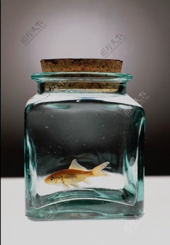 玻璃瓶中的金鱼图片