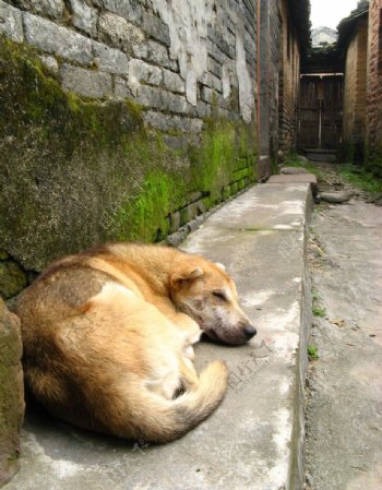 熟睡的黄狗图片