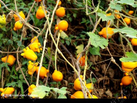 五指茄黃橙橙的果子图片