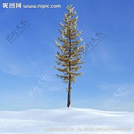 冬季树木模型树模型图片