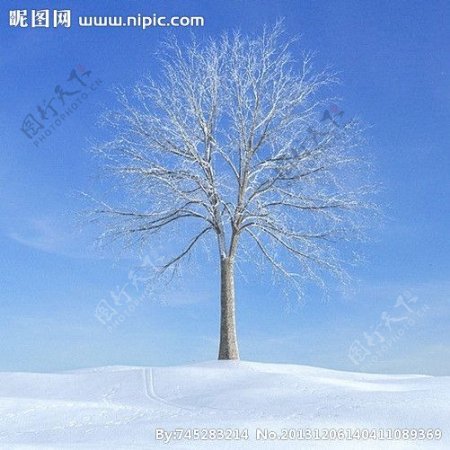 冬季树木模型图片