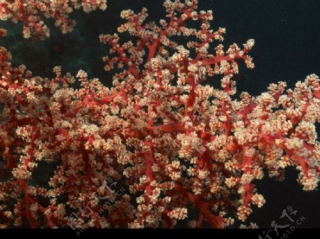 红珊瑚图片