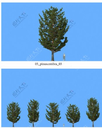 松树模型图片