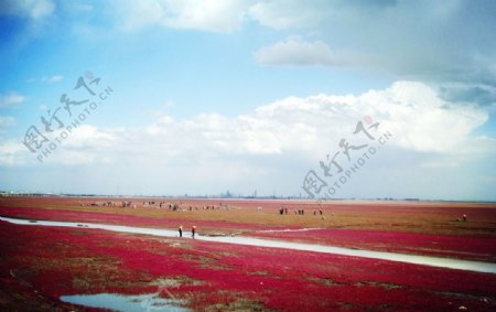 红海滩国家风景廊道图片