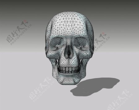 头骨精细3D模型图片