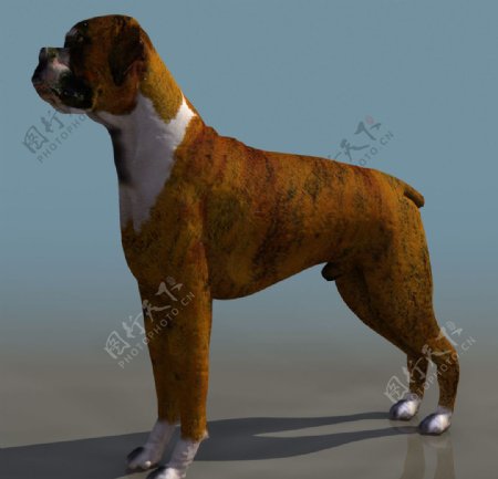 3d模型狗BOXER图片