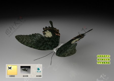 黑色蝴蝶3D三维模型建模图片