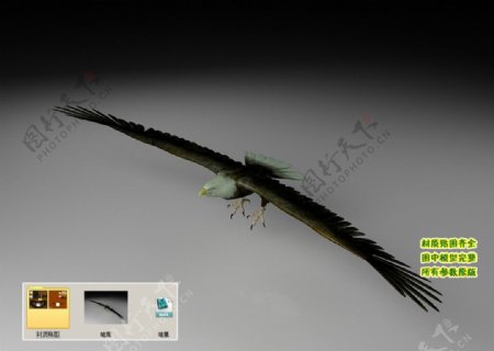 雄鹰老鹰苍鹰3D三维模型建模图片