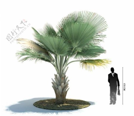观赏植物3D模型图片