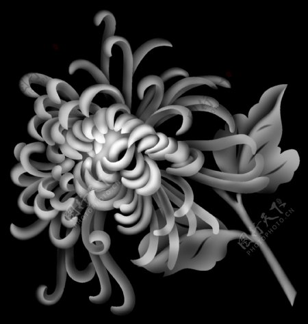 高清菊花灰度图图片