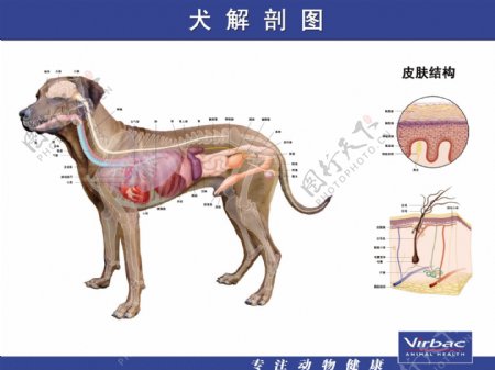 犬解剖图图片