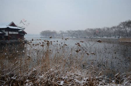 大明湖雪景残荷图片