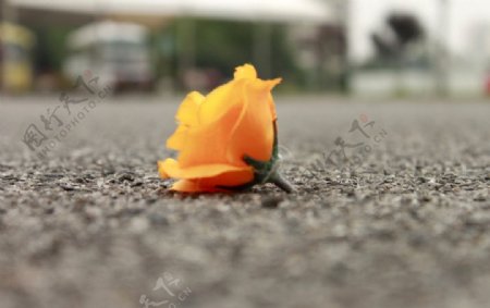 马路上一朵花图片
