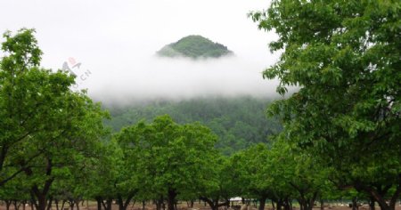 秦岭山板栗林海图片