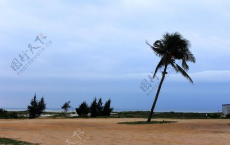北海银滩棕榈树图片