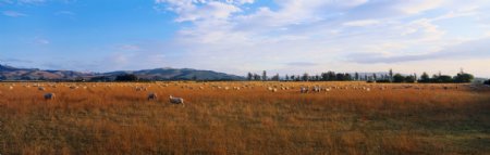 大幅风景草原放牧羊群图片