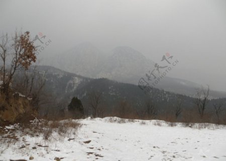 嵩门冬景图片