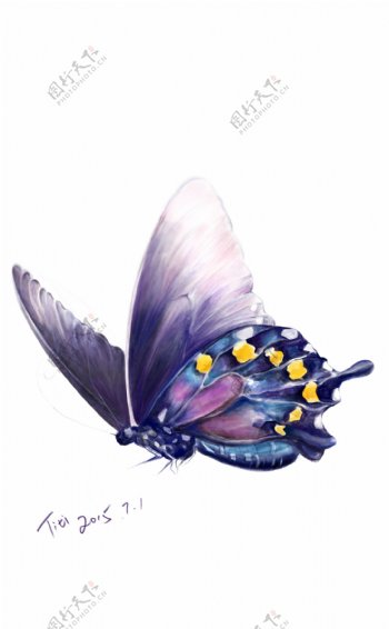 紫色手绘蝴蝶图片