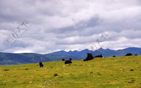 318川藏线高原牦牛摄影图片