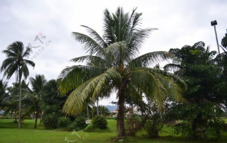 热带树林图片