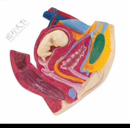器官模型图片