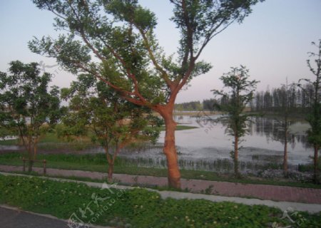 太湖湿地图片