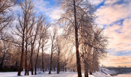 雪地里的树图片