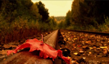 铁道上的秋叶图片