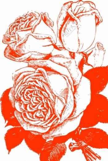 玫瑰花束手绘线稿图片