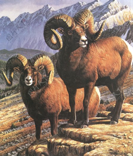 羊年油画图片