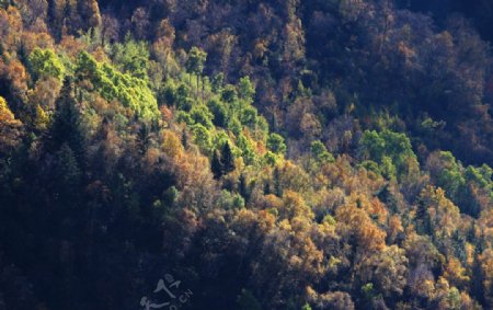 金川县原始森林图片