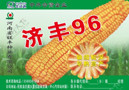 玉米种广告图片